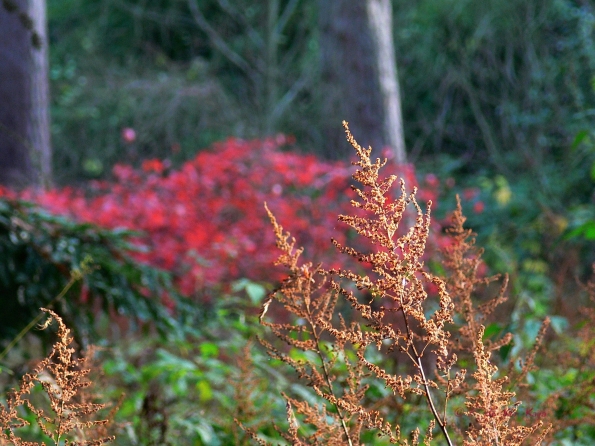 Bois des moutiers fall 2012 (44)